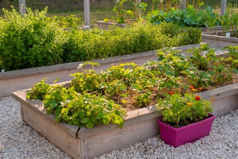 How To Build A Raised Strawberry Bed Strawberry Plants