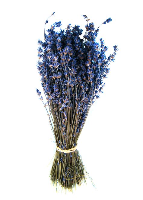 lavender flowers bouquet panivlakes