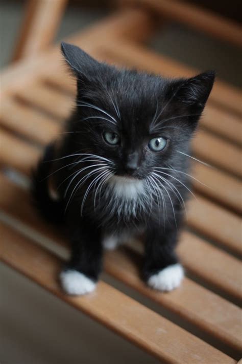 212,080 cute babies premium high res photos. 40 Beautiful Pictures of Black Cats