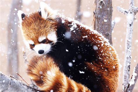 Red Pandas In Snow