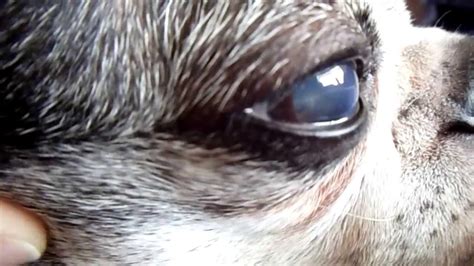 The Most Widespread Shih Tzu Eye Problems Dog Breed