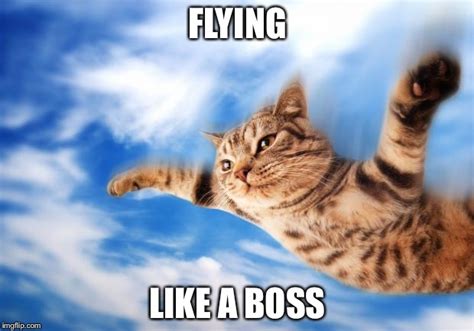Flying Cat Memes Imgflip