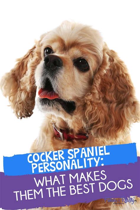Cocker Spaniel Personality Why Are Cockers The Best Fidose Of