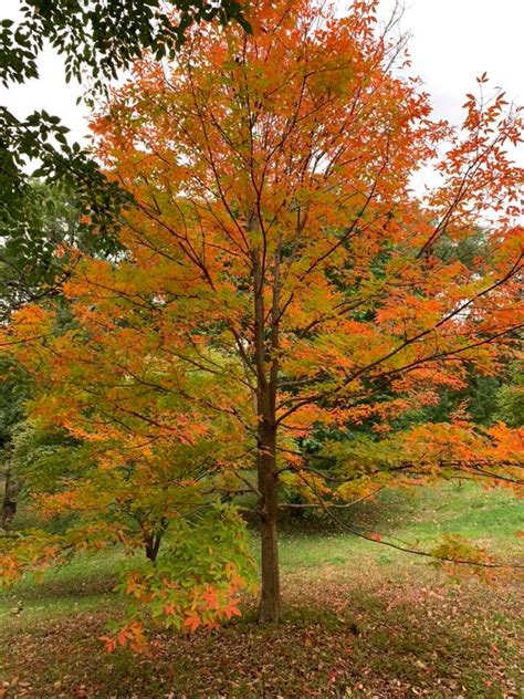 Buy Acer Triflorum Shaggy Bark Three Flower Maple Mr Maple │ Buy