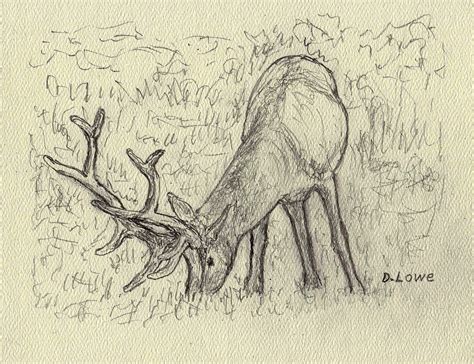 Yellowstone Elk Drawing By Danny Lowe Pixels