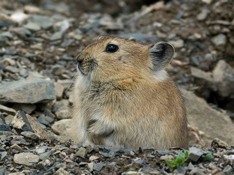 The New Species Sikkim Pika Is Also Genetically Distinct From Its