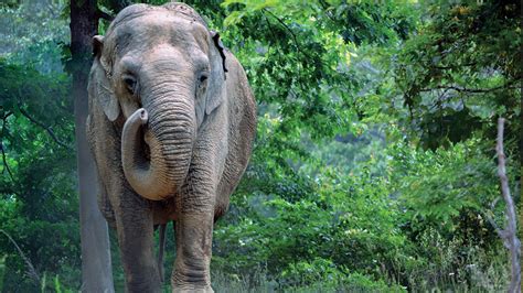 minnie the elephant sanctuary in tennessee