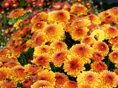 Shop Now For Colorful Fall Blooming Mums Mississippi State University