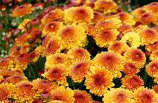 mums fall blooming colorful shop now extension gardening southern color msstate edu