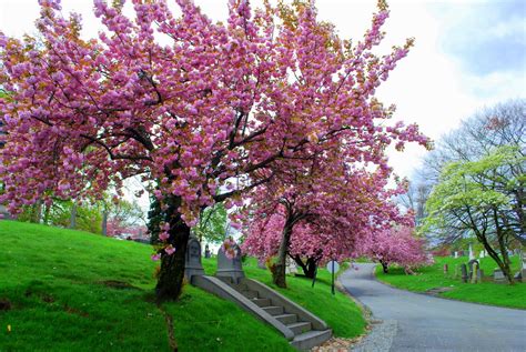 Mille Fiori Favoriti Pink Saturday Pink Trees