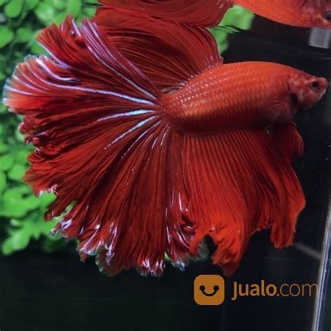 Ikan Cupang Hias Berkualitas Halfmoon Super Red Rosetail Di Kota Medan