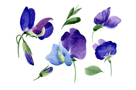 Purple Sweet Pea Flower Watercolor Png 306916 Illustrations