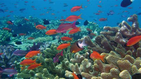 Underwater Fish Fishes Tropical Ocean Sea Reef Wallpaper 2048x1152