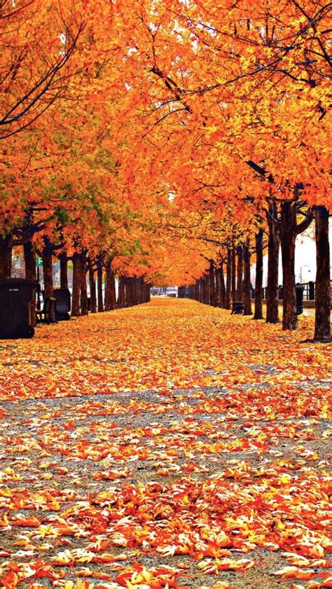 Fall Trees Wallpaper Iphone 640x1136 Wallpaper
