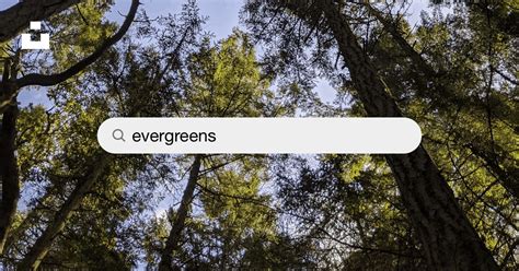 Evergreens Pictures Download Free Images On Unsplash