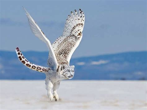 Top 26 Funny Photoshopped Photos Of Two Animals Combined Together