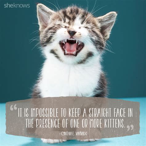 Kittens Feline Quotes Cat Quotes Animal Quotes Cat Sayings Kitten