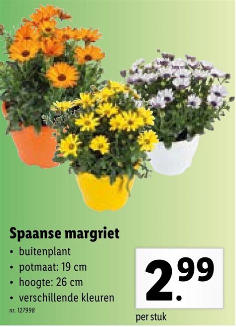 Spaanse Margriet Promotie Bij Lidl