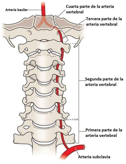 Arteria vertebral segmentos ramas importancia clínica