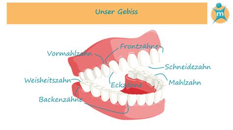 Wann fallen die eckzähne aus? Tipps für weiße Zähne | Ihre Apotheke informiert