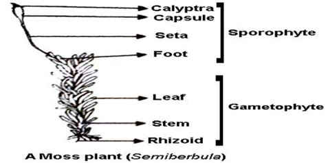 Labelled Diagram Of Sporophyte Of Moss Qs Study