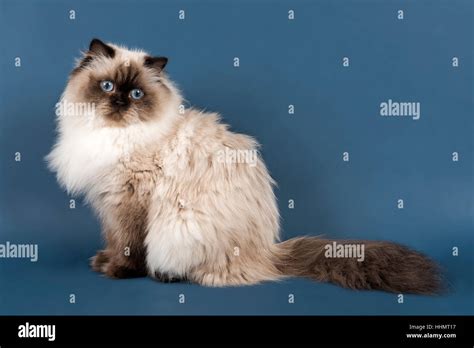 British Longhair Cat Stock Photo Alamy