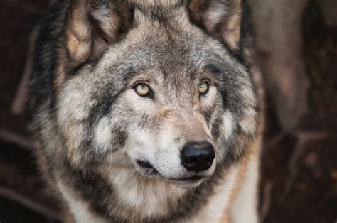 What Is Your Spirit Animal According To Your Zodiac Sign - Spirithandbook