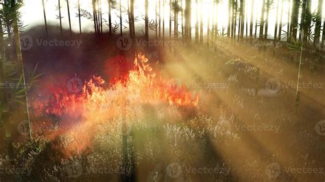 Wind Blowing On A Flaming Bamboo Trees During A Forest Fire 5856375