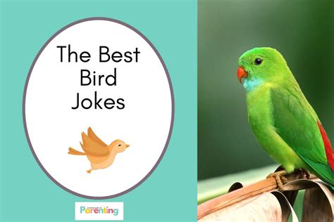 101 Best Bird Jokes That Make You Lol