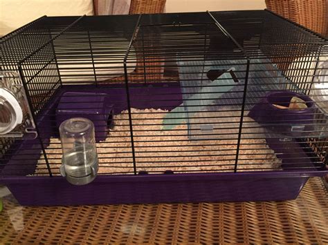 Measuring 31.5in x 20in x 20in. SYRIAN HAMSTER & CAGE FOR SALE | Truro, Cornwall | Pets4Homes