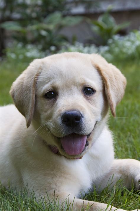 Tips And Guide To Training A Labrador Puppy Brands On Vine