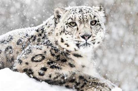 Snow Leopard Guide Habitat Diet And Conservation Discover Wildlife