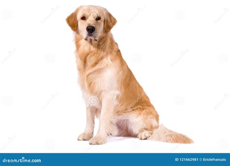Purebred Golden Retriever Sitting Stock Image Image Of Looking Alone