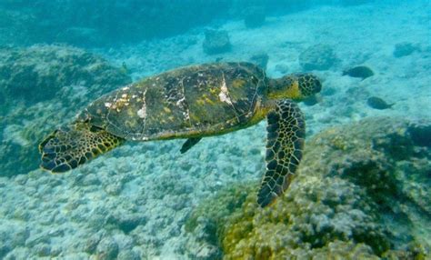 Big Island Hawaii Snorkel Guide To 2 Step Beach And Kahaluu Bay With