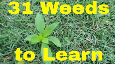 Weed Identification Of Cool And Warm Season Weeds In The Lawn Youtube