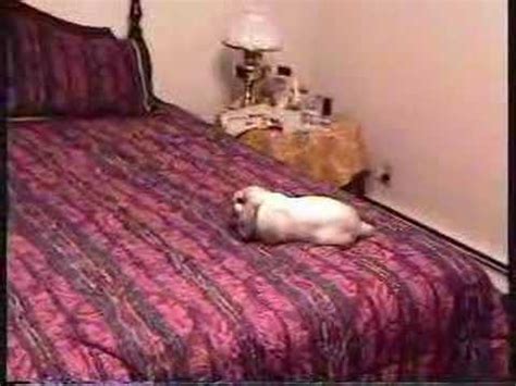I assume that the actual reason is that it's enclosed and dark and makes them feel safe. Holland Lop Rabbit Sleeping in my bed - YouTube
