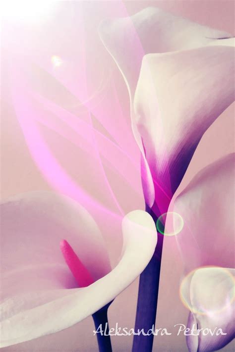 Colorful Calla Flower By A Petrova Pink Calla Lilies Calla Lillies