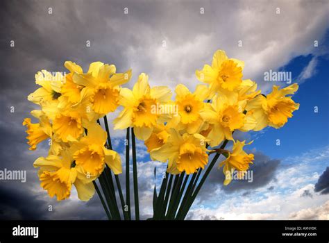 Bunch Of Daffodils With Cloudy And Blue Sky Background Stock Photo Alamy