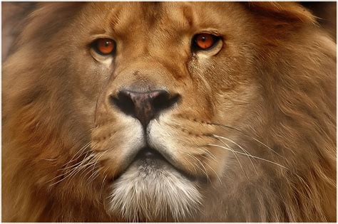 After being saved from an abusive home a young boy named beau tries to find his way in the world under the guidance of a. Ce beau rouquin ! photo et image | animaux, zoo et animaux ...