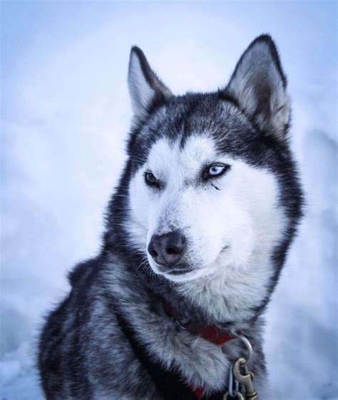 Vous propose 850 voyages d'aventures dans 72 destinations à travers le monde. Chiens de Traineau activités outdoor en Isère en Oisans