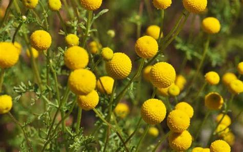Check spelling or type a new query. Oncosiphon piluliferum, Globe Chamomile, Southwest Desert ...