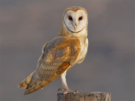 Top 5 Most Beautiful Owls Endless Awesome