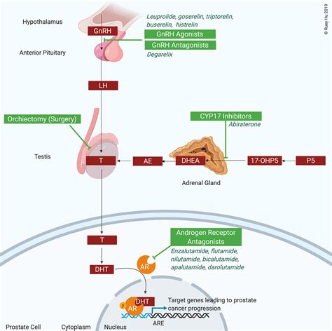 Cardiovascular Effects Of Androgen Deprivation Therapy In Prostate