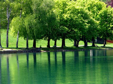 Free Images Trees Tree Green Natural Landscape Reflection Water