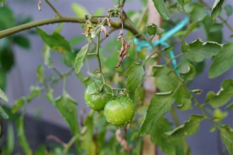 Fusarium wilt of tomatoes