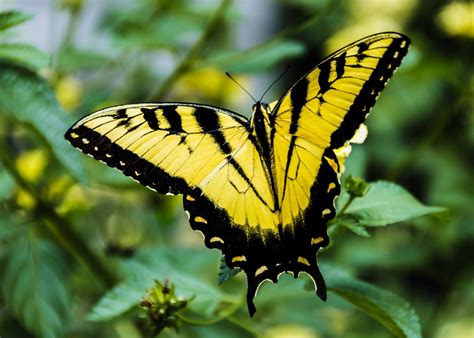 Giant Swallowtail Butterfly Swallowtail Butterfly Nature Photography