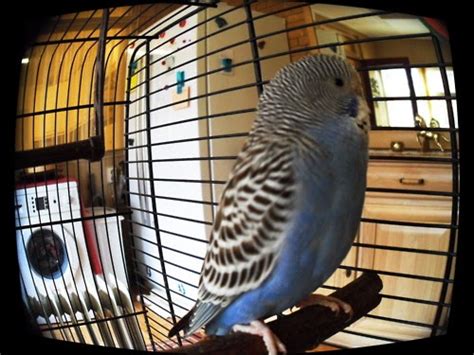 Budgies Are Awesome Budgie Of The Month Jinjo