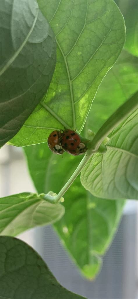 Lady beetles and lady bugs have other distinctive factors, including behavior, life cycles and habitats. Ok so let's get the fact that I'm a voyeur out of the way ...