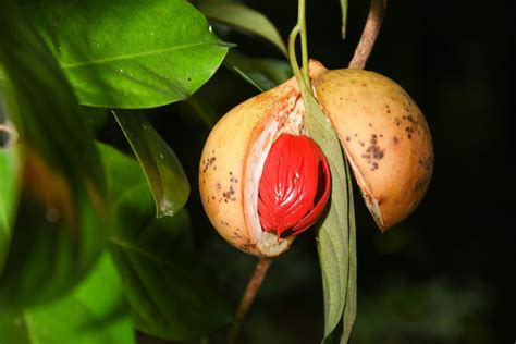 O Coronelismo Era Fruto