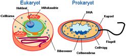 Check spelling or type a new query. Cell - Wikipedia